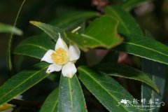 Camellia yunnanensis var. camellioides