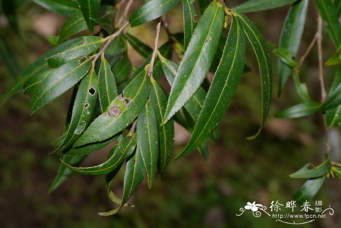 Camellia yunnanensis var. camellioides