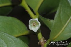 猪血木Euryodendron excelsum