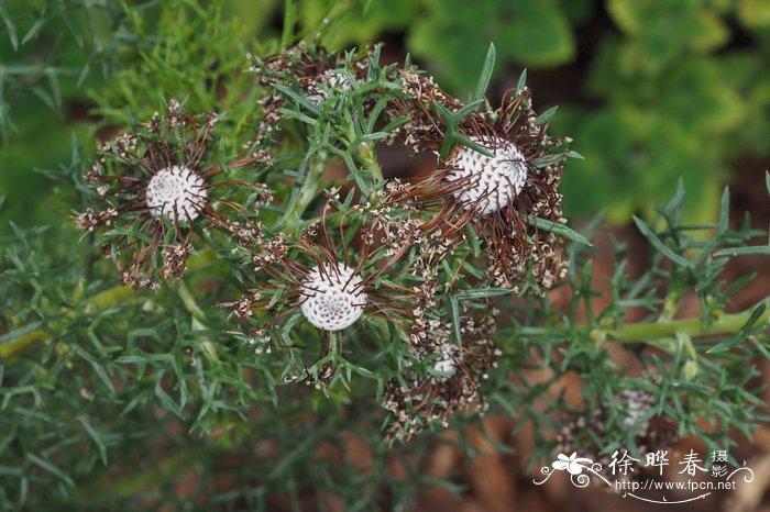 美丽鼓槌木Isopogon formosus