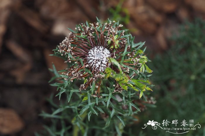 美丽鼓槌木Isopogon formosus