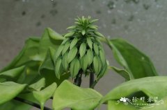 美丽翼瓣柑Euadenia eminens