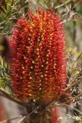 小叶佛塔树Banksia ericifolia