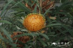 蓟序木Dryandra formosa