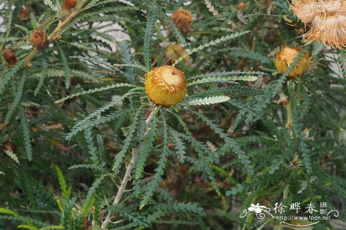 蓟序木Dryandra formosa