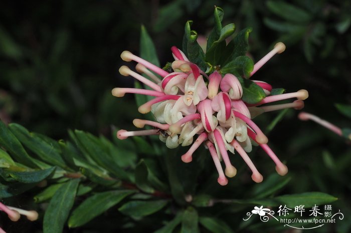 Grevillea iaspicula