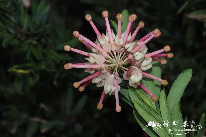 Grevillea iaspicula