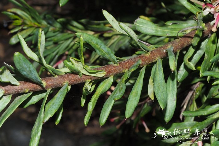 Grevillea iaspicula