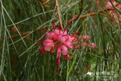 约翰逊银桦 Grevillea johnsonii