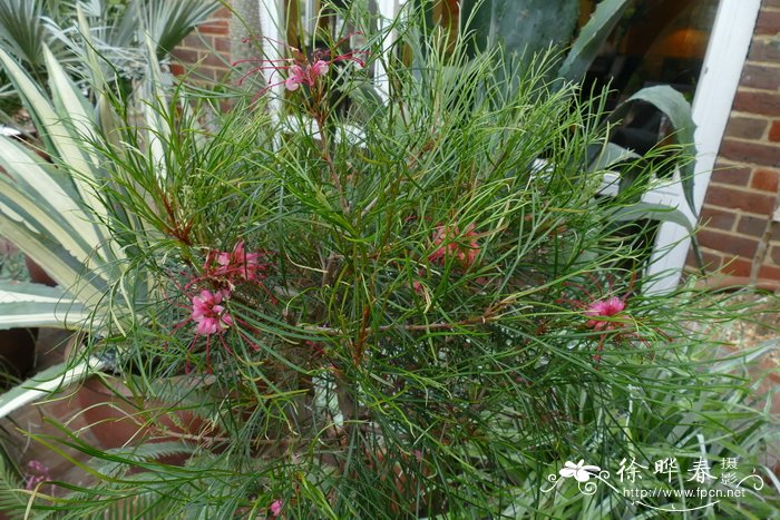 约翰逊银桦 Grevillea johnsonii