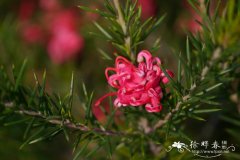 桧叶银桦 Grevillea juniperina