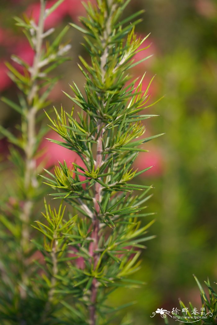 桧叶银桦 Grevillea juniperina