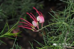 迷迭香叶银桦Grevillea rosmarinifolia
