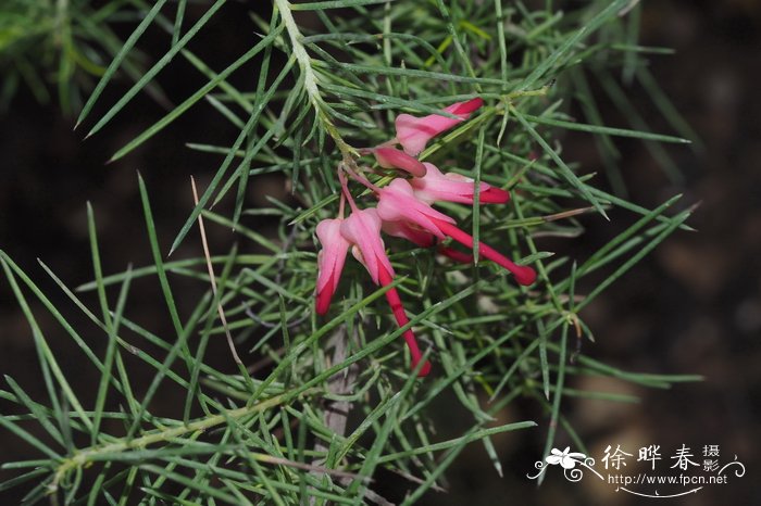 迷迭香叶银桦Grevillea rosmarinifolia