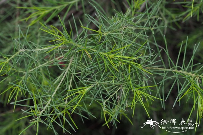 迷迭香叶银桦Grevillea rosmarinifolia