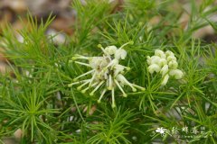 '白爵'银桦Grevillea 'White kinght'