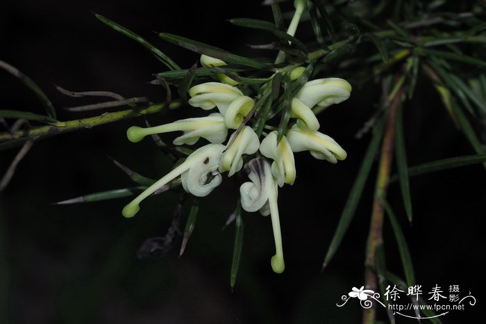 '白爵'银桦Grevillea 'White kinght'