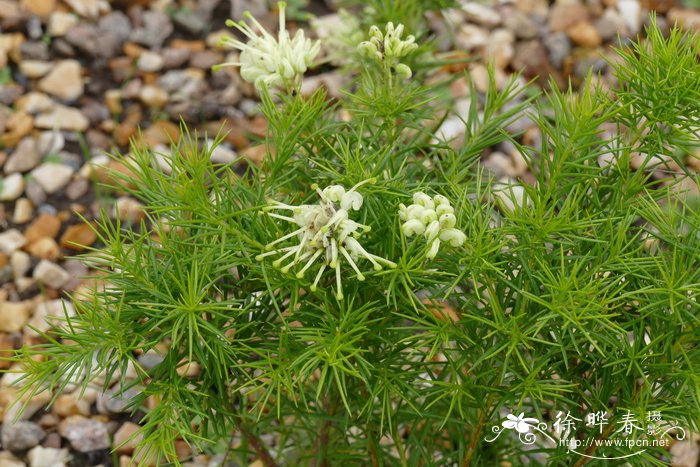 '白爵'银桦Grevillea 'White kinght'