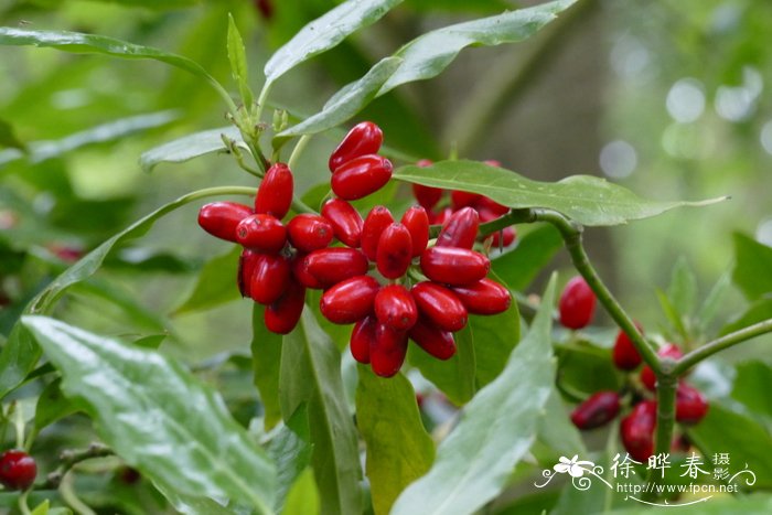 '山地'青木Aucuba japonica 'Hillieri'