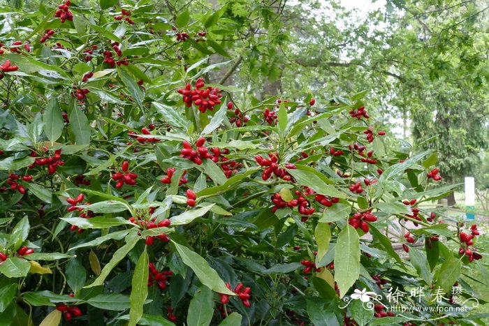 '山地'青木Aucuba japonica 'Hillieri'