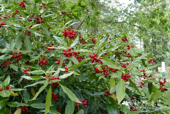 '山地'青木Aucuba japonica 'Hillieri'