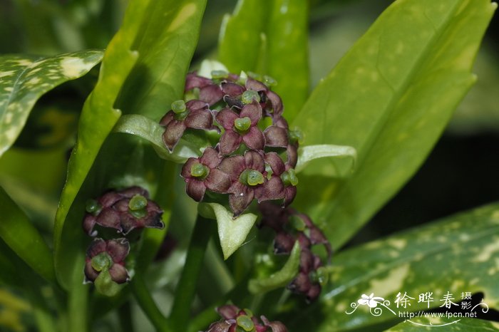 花叶青木，洒金桃叶珊瑚Aucuba japonica 'Variegata'