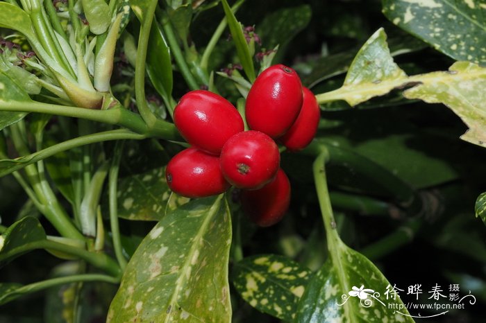 花叶青木，洒金桃叶珊瑚Aucuba japonica 'Variegata'