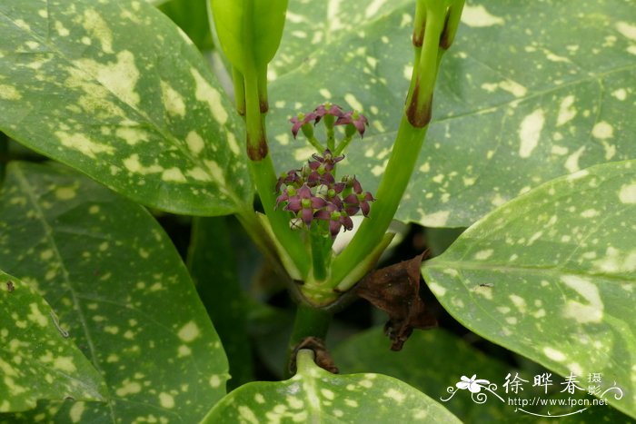 花叶青木，洒金桃叶珊瑚Aucuba japonica 'Variegata'