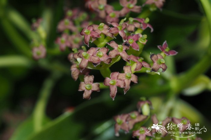 青木,桃叶珊瑚Aucuba japonica