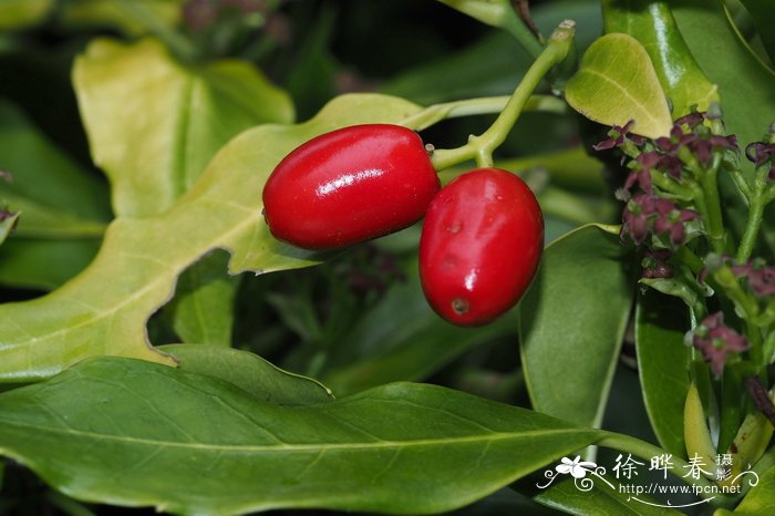 青木,桃叶珊瑚Aucuba japonica