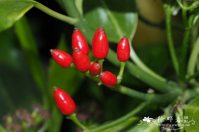 青木,桃叶珊瑚Aucuba japonica