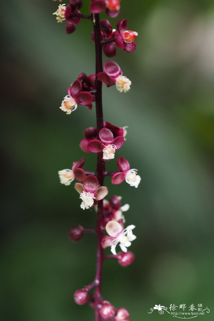 秘鲁铁环藤 Trichostigma peruvianum