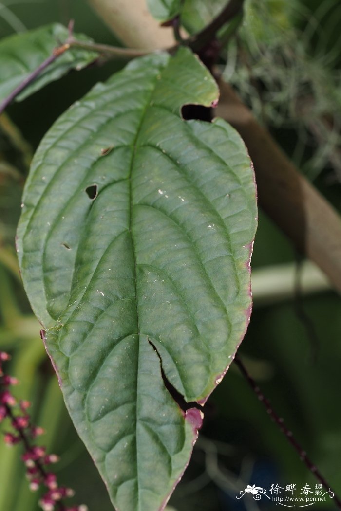 秘鲁铁环藤 Trichostigma peruvianum