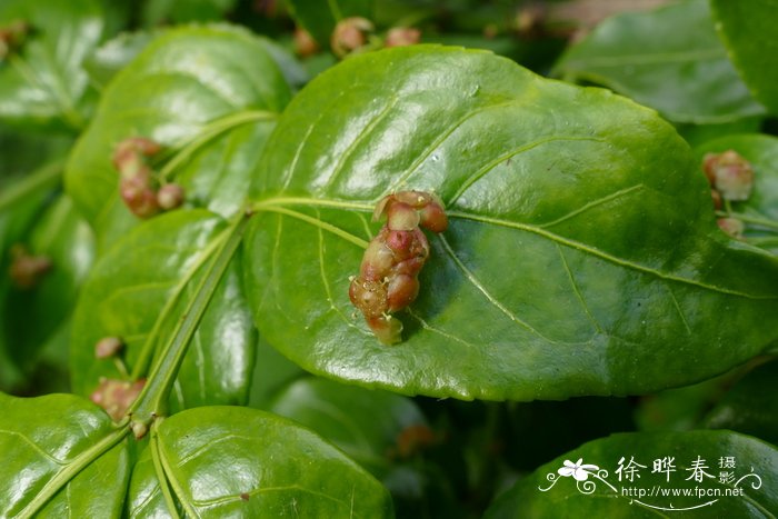 南川卫矛Euonymus bockii