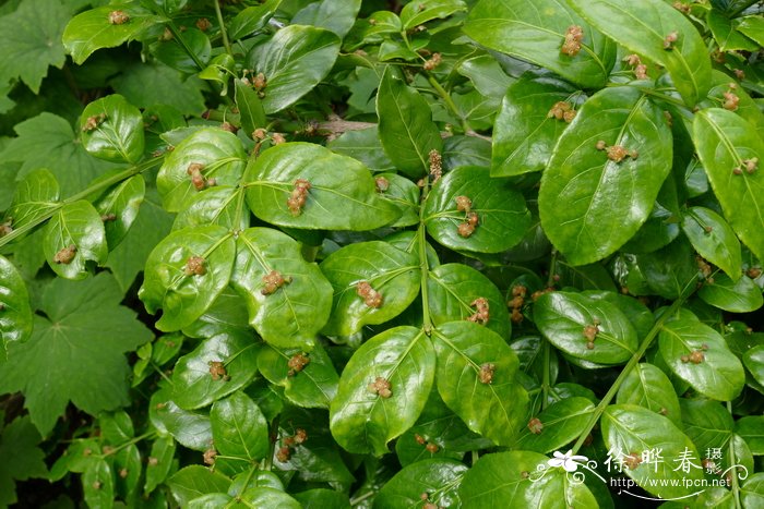 南川卫矛Euonymus bockii