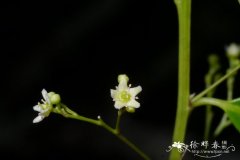 细梗裸实Gymnosporia graciliramula