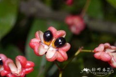 交趾卫矛Euonymus cochinchinensis