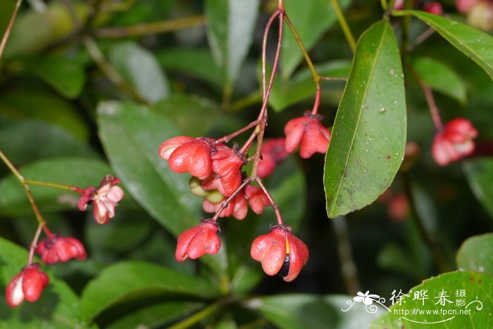 交趾卫矛Euonymus cochinchinensis