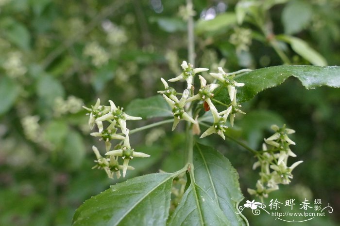 欧洲卫矛 Euonymus europaeus