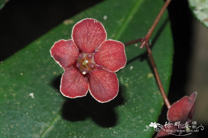 疏花卫矛Euonymus laxiflorus