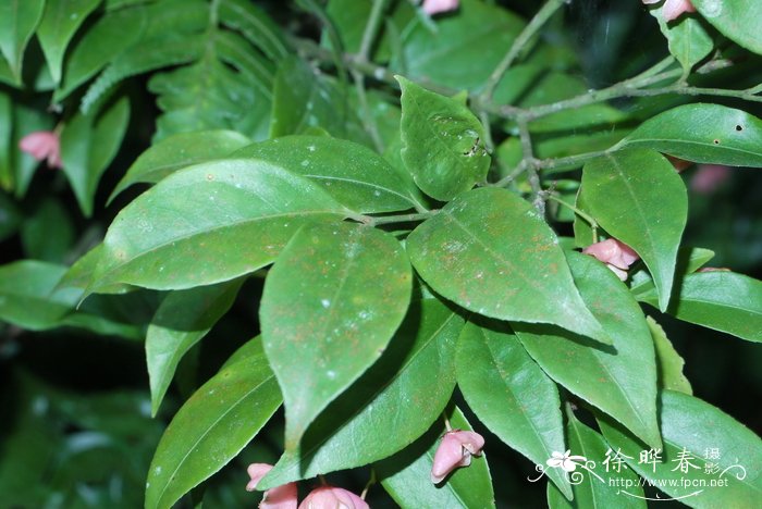 疏花卫矛Euonymus laxiflorus