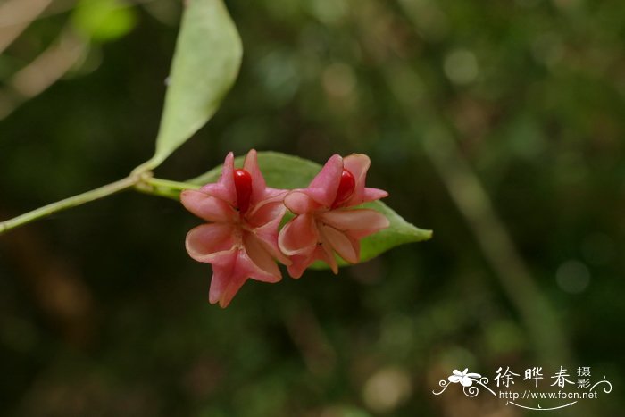 疏花卫矛Euonymus laxiflorus