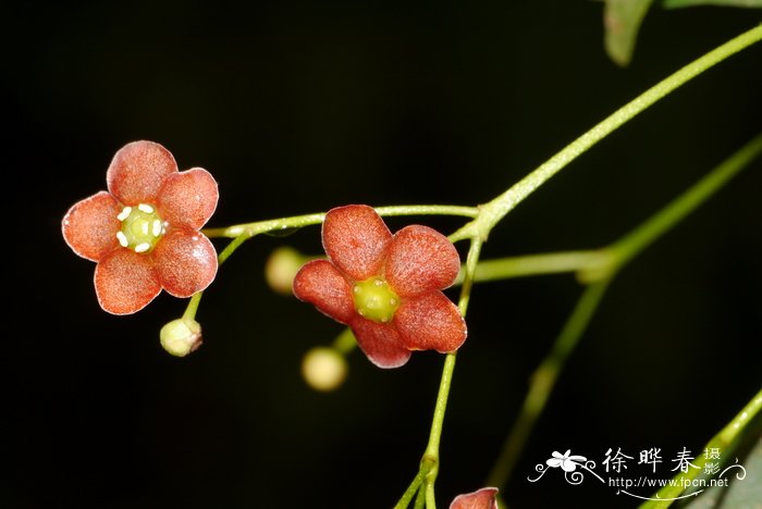 疏花卫矛Euonymus laxiflorus