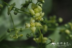 东北卫矛Euonymus planipes