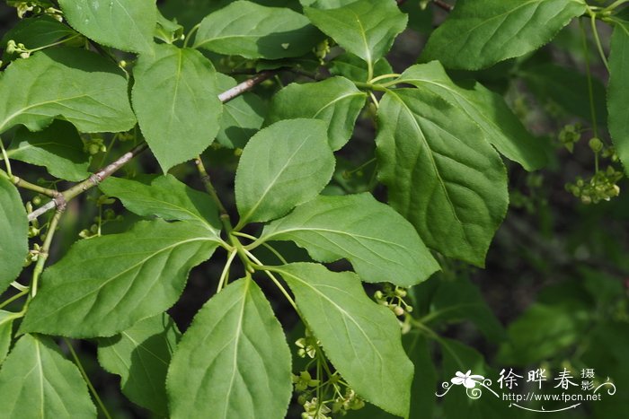 东北卫矛Euonymus planipes