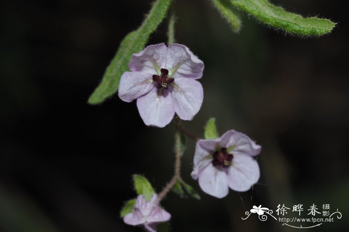 Thomasia petalocalyx