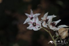 茄叶薄毡麻Thomasia solanacea