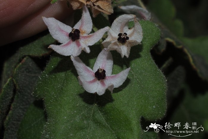 茄叶薄毡麻Thomasia solanacea