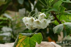 椴叶吊芙蓉Dombeya natalensis