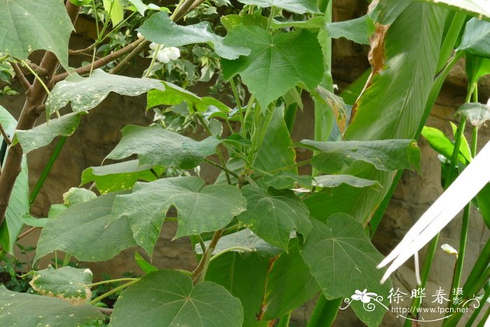 椴叶吊芙蓉Dombeya natalensis